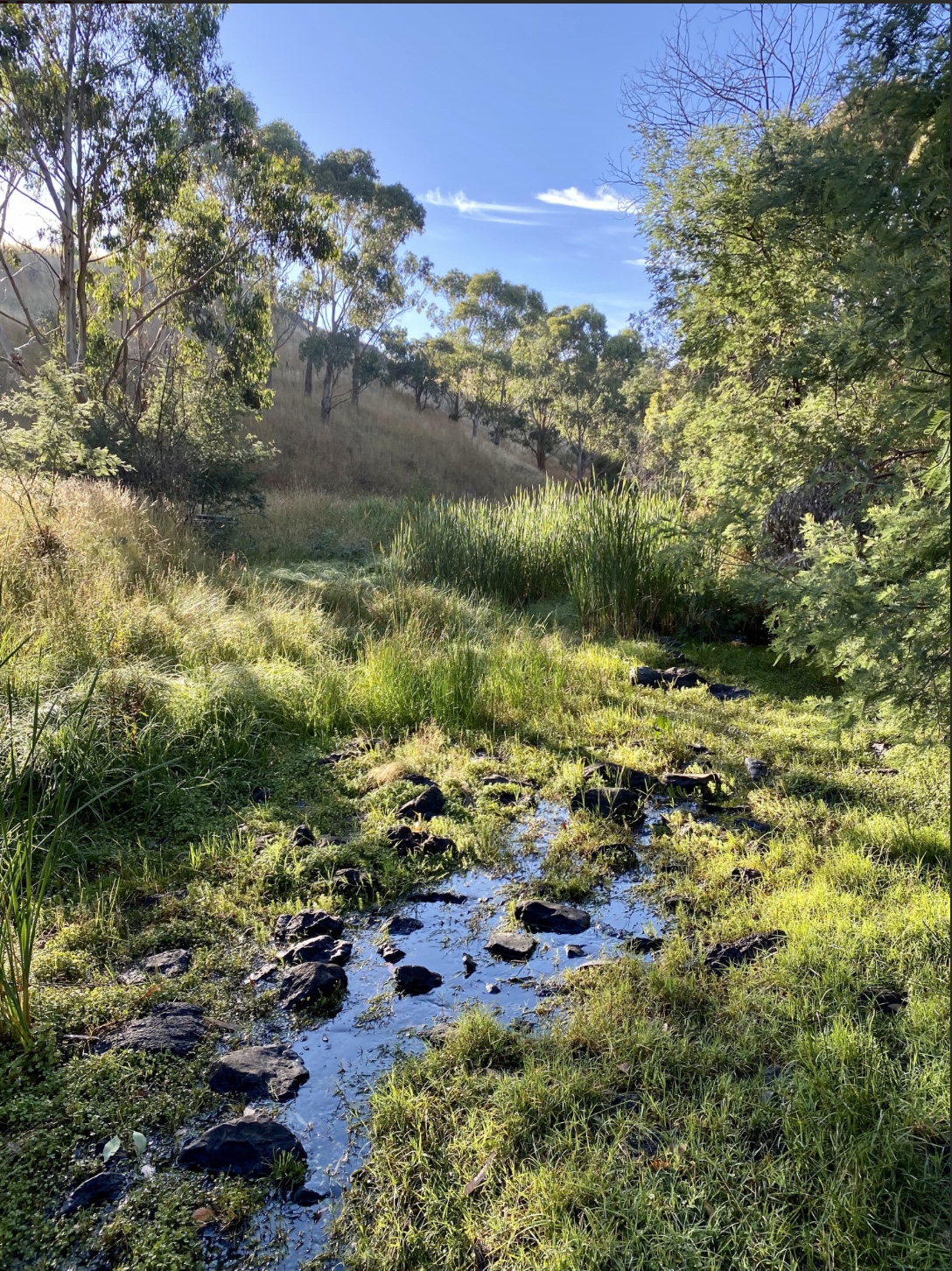 Deep Creek, Mirrim Wurnit · rocks, reeds and eucalypts