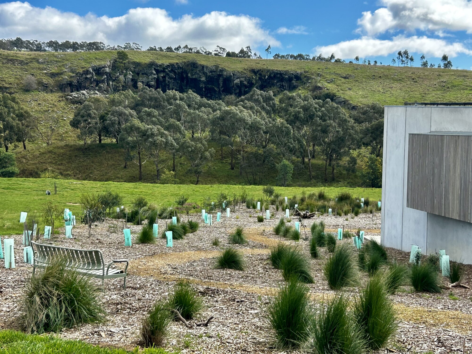 New native revegetation establishing a biodiversity corridor at Mirrim Wurnit