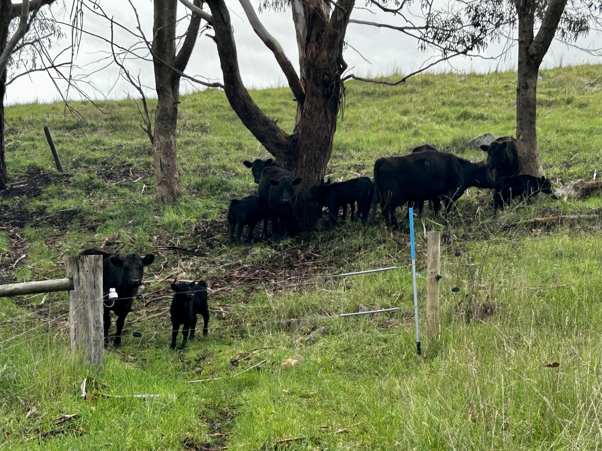 Cattle grazing beneath gum trees at Mirrim Wurnit