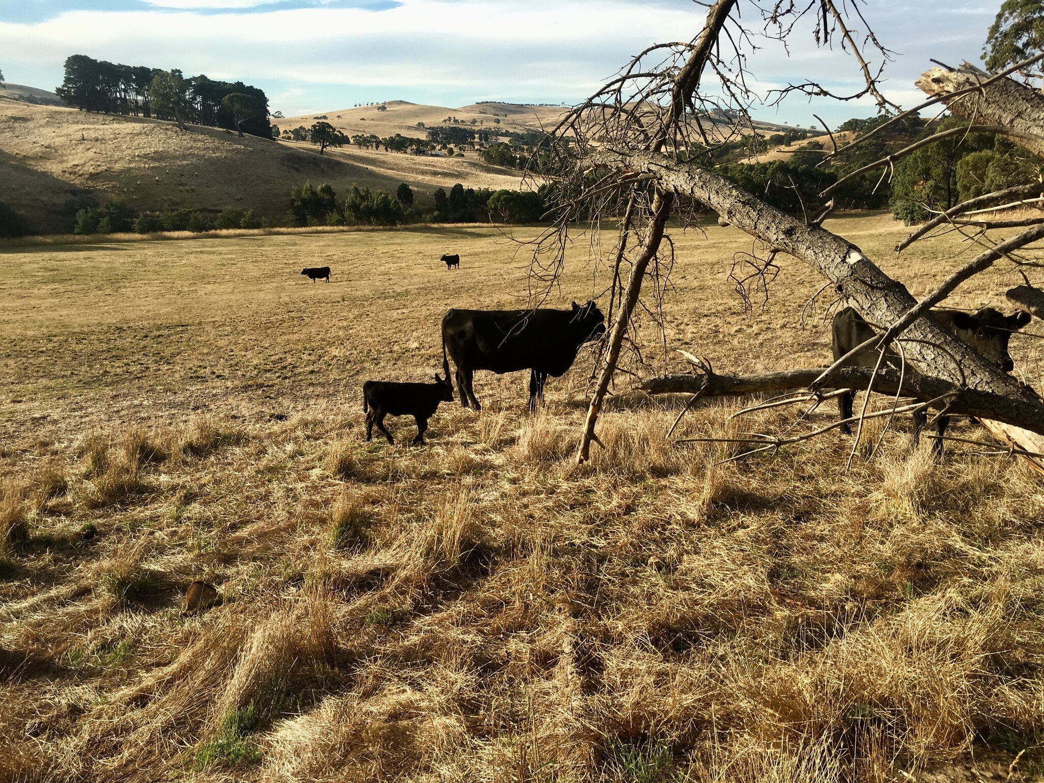 Cattle and a calf gathered beside a fallen tree in a dry summer paddock at Mirrim Wurnit