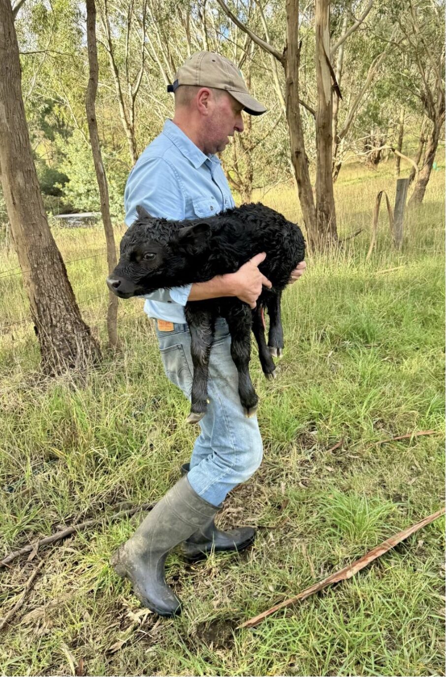 Carrying a newborn calf to safety across the paddock at Mirrim Wurnit
