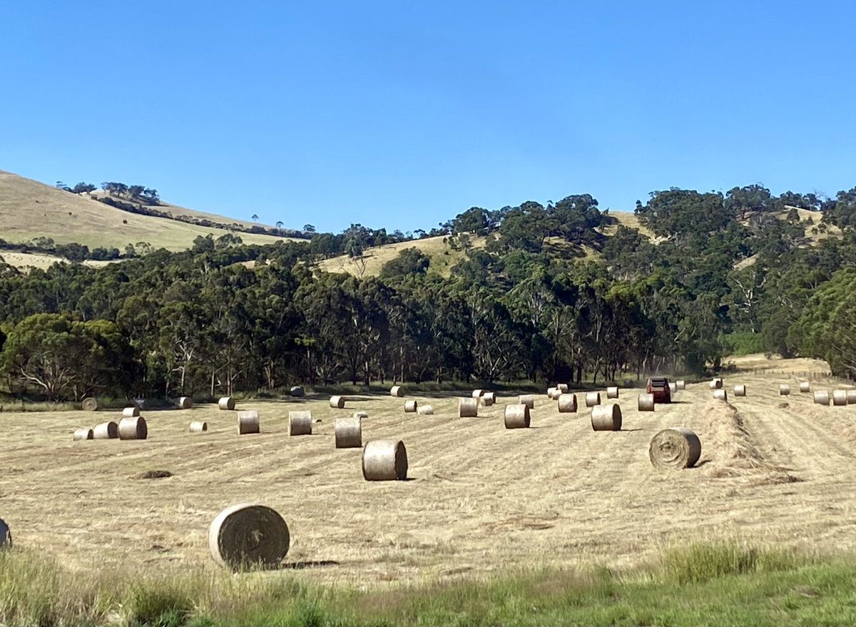 The home paddock in December 2020, before regenerative management began