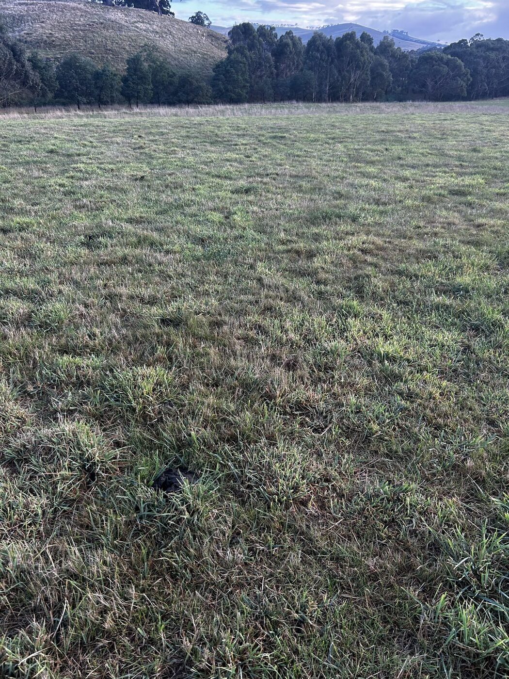 The home paddock in early winter 2026 showing varied ground cover